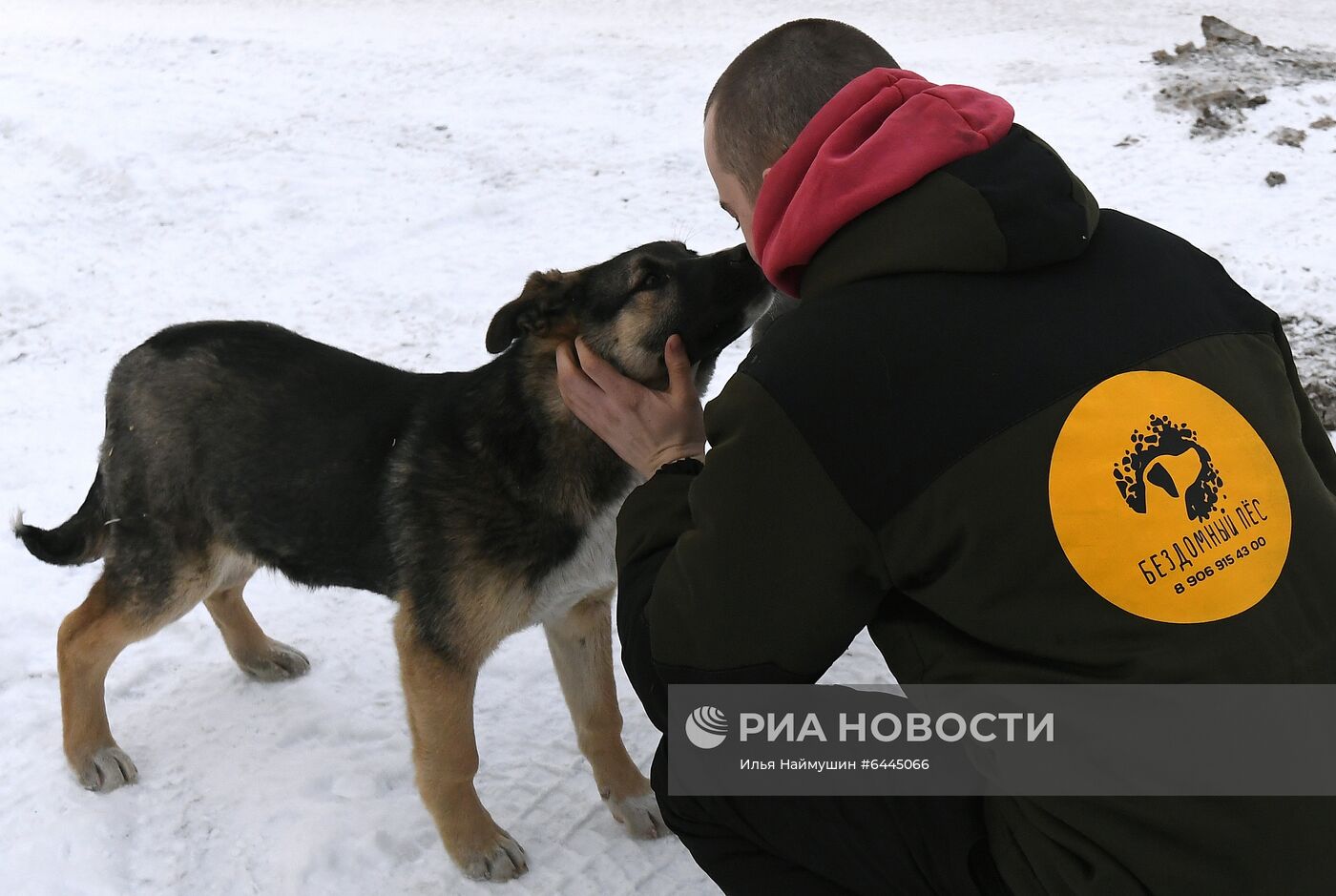 Отлов бездомных собак в Красноярске