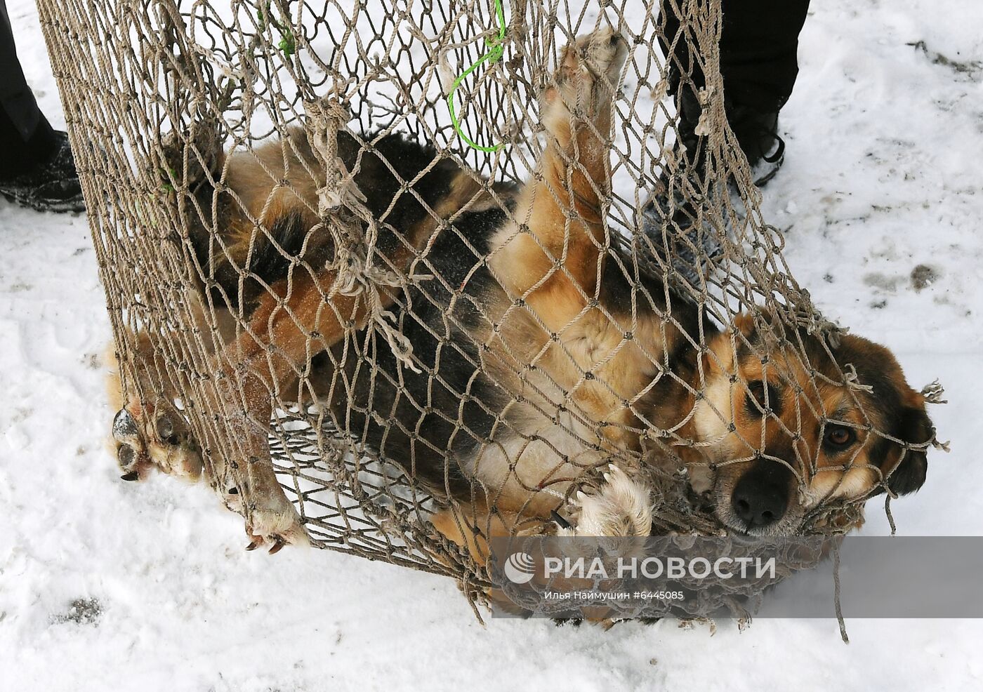 Отлов бездомных собак в Красноярске