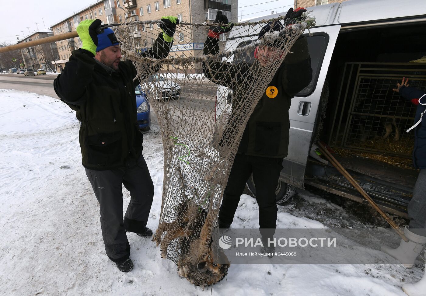 Отлов бездомных собак в Красноярске