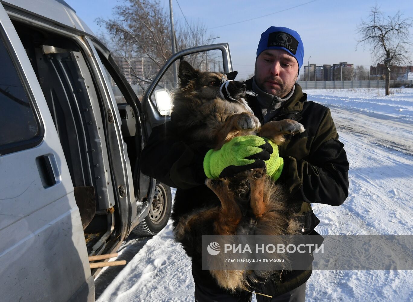 Отлов бездомных собак в Красноярске