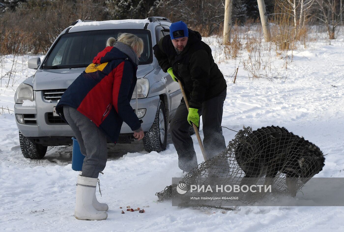 Отлов бездомных собак в Красноярске