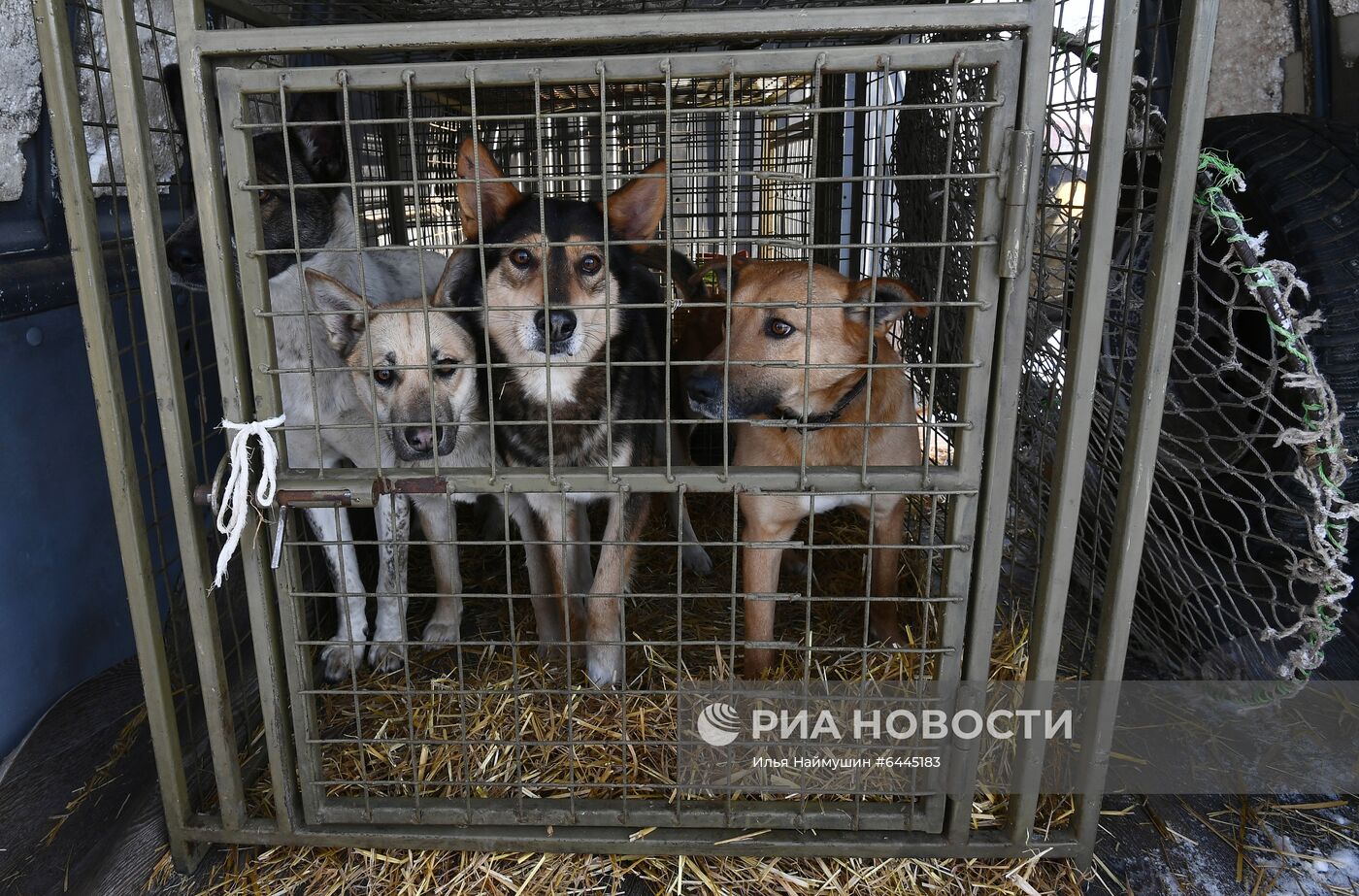 Отлов бездомных собак в Красноярске