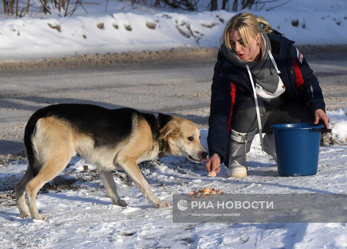 Отлов бездомных собак в Красноярске