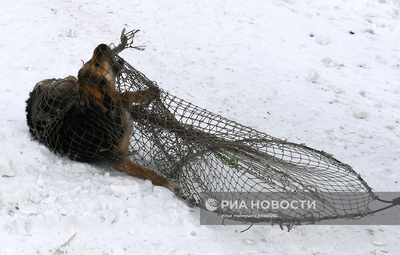 Отлов бездомных собак в Красноярске