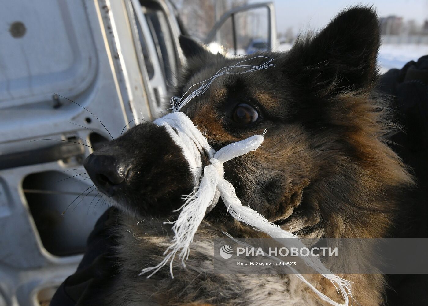 Отлов бездомных собак в Красноярске