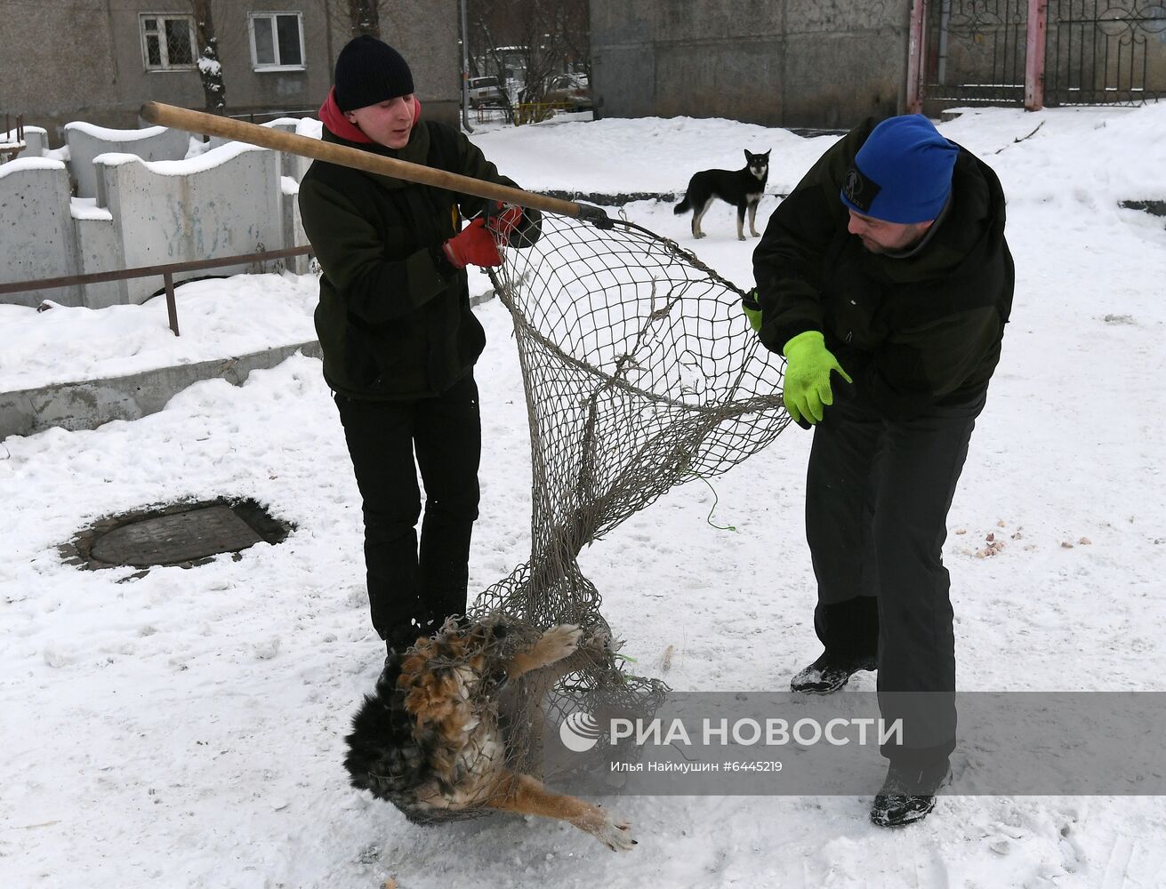 Отлов бездомных собак в Красноярске