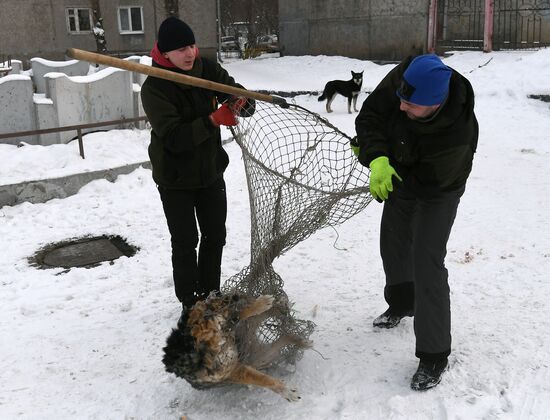 Отлов бездомных собак в Красноярске