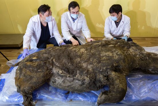 Презентация древней мумии шерстистого носорога