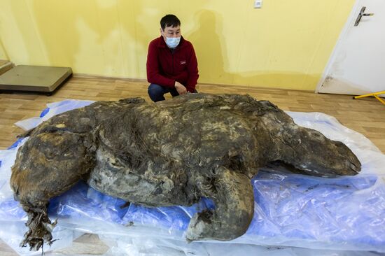 Презентация древней мумии шерстистого носорога