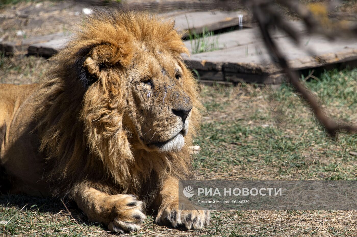 Парк львов "Тайган"