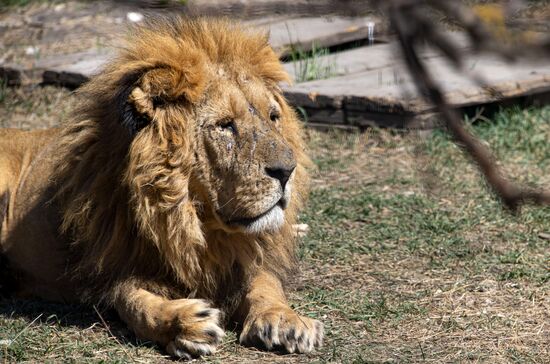 Парк львов "Тайган"