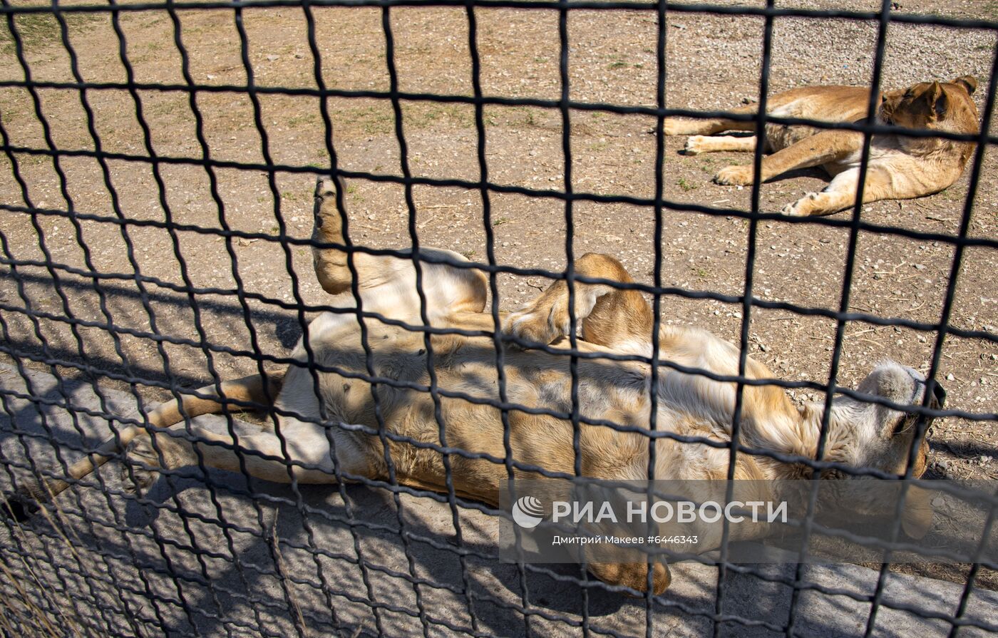 Парк львов "Тайган"