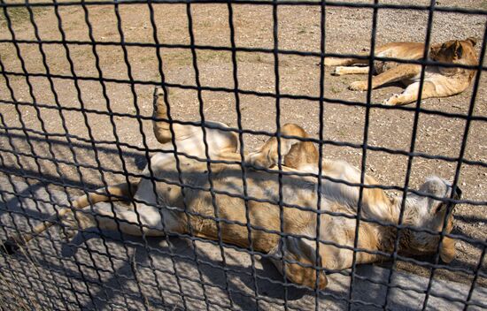 Парк львов "Тайган"