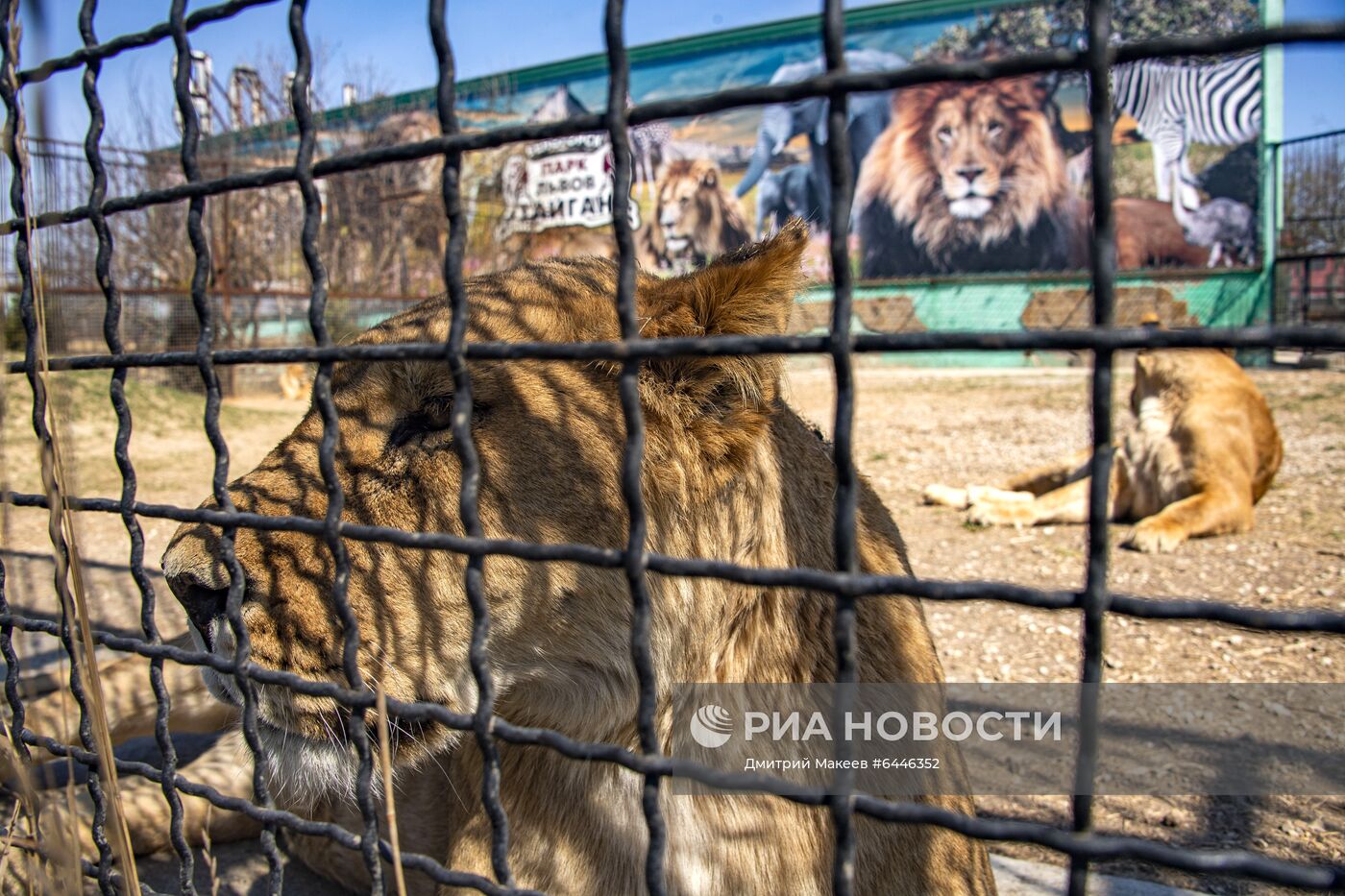 Парк львов "Тайган"