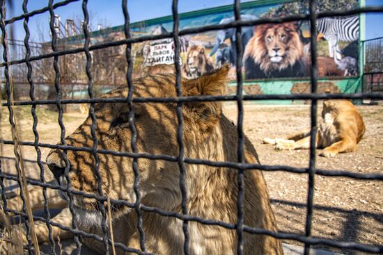 Парк львов "Тайган"