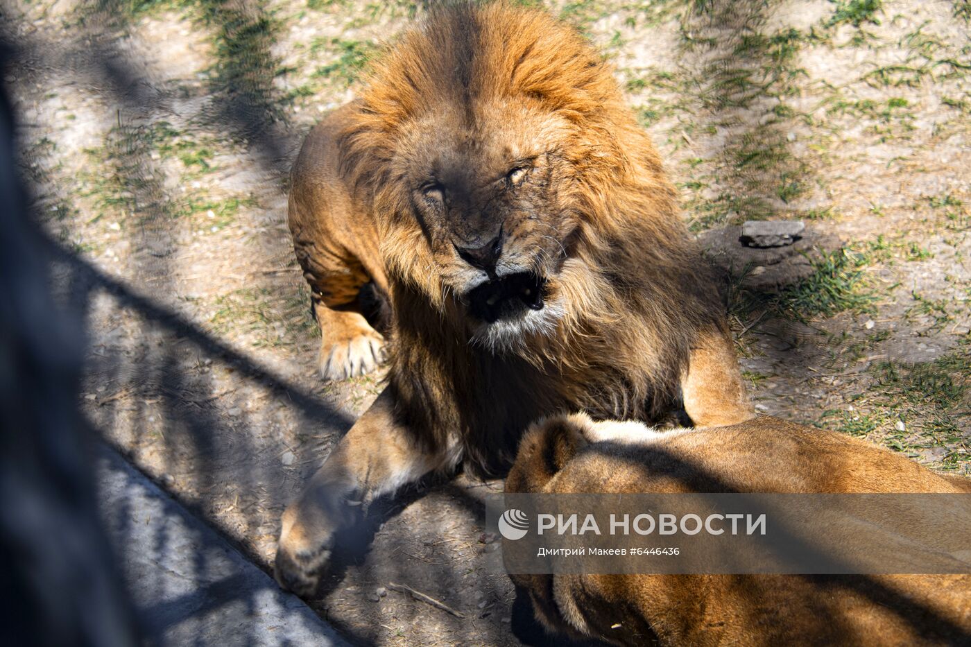 Парк львов "Тайган"