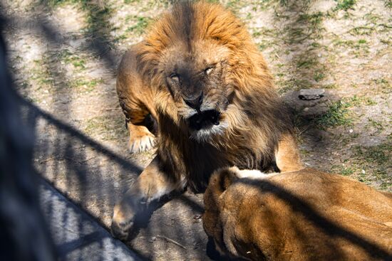Парк львов "Тайган"