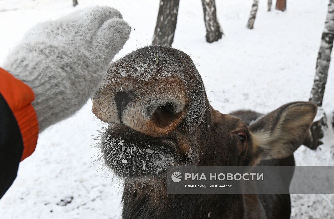 Зимовка животных в парке "Роев Ручей" в Красноярске