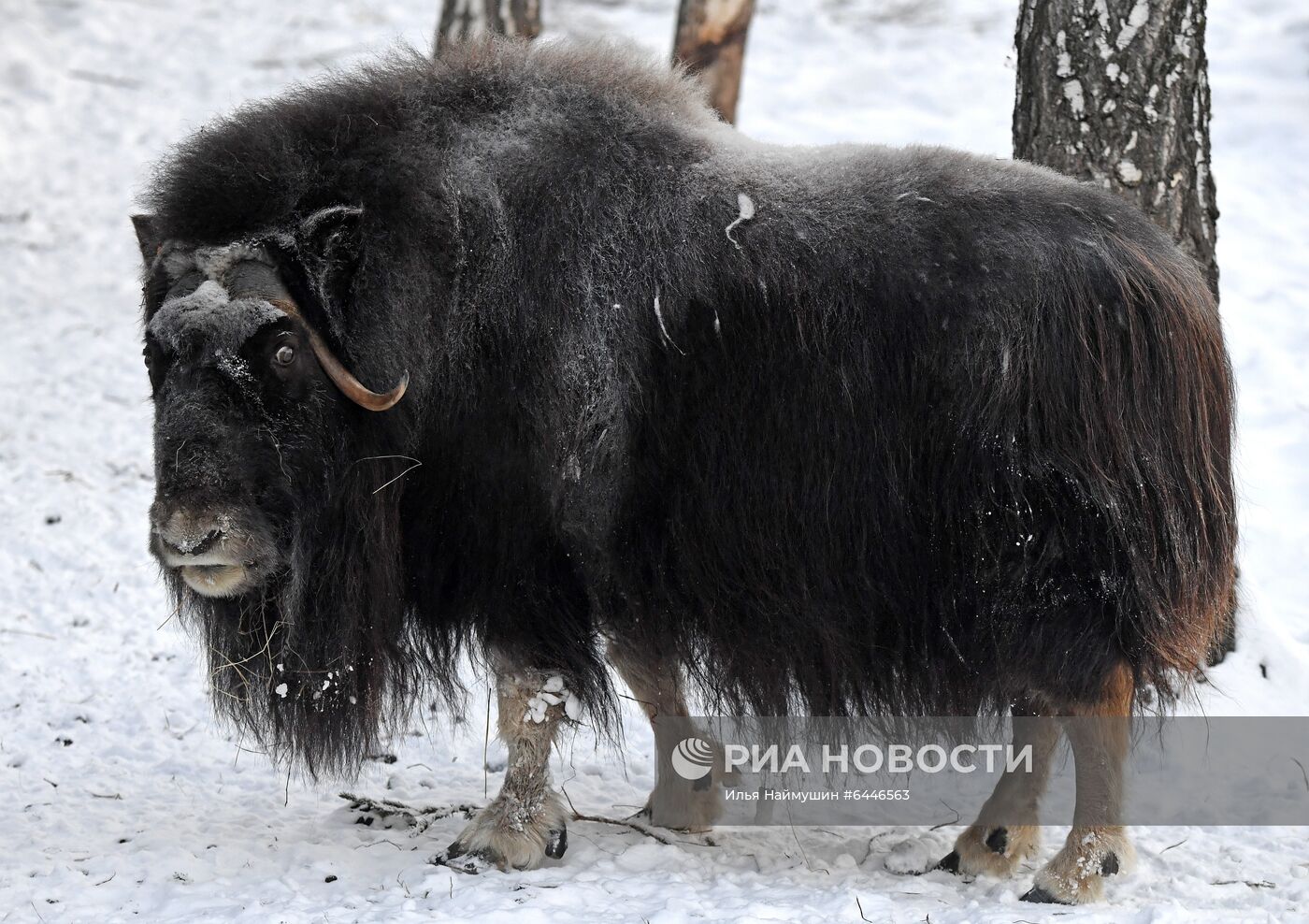 Зимовка животных в парке "Роев Ручей" в Красноярске
