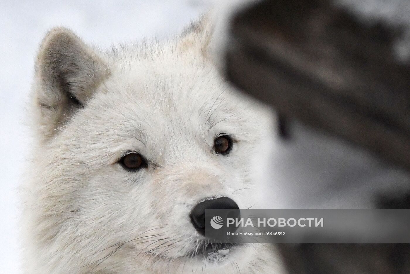 Зимовка животных в парке "Роев Ручей" в Красноярске