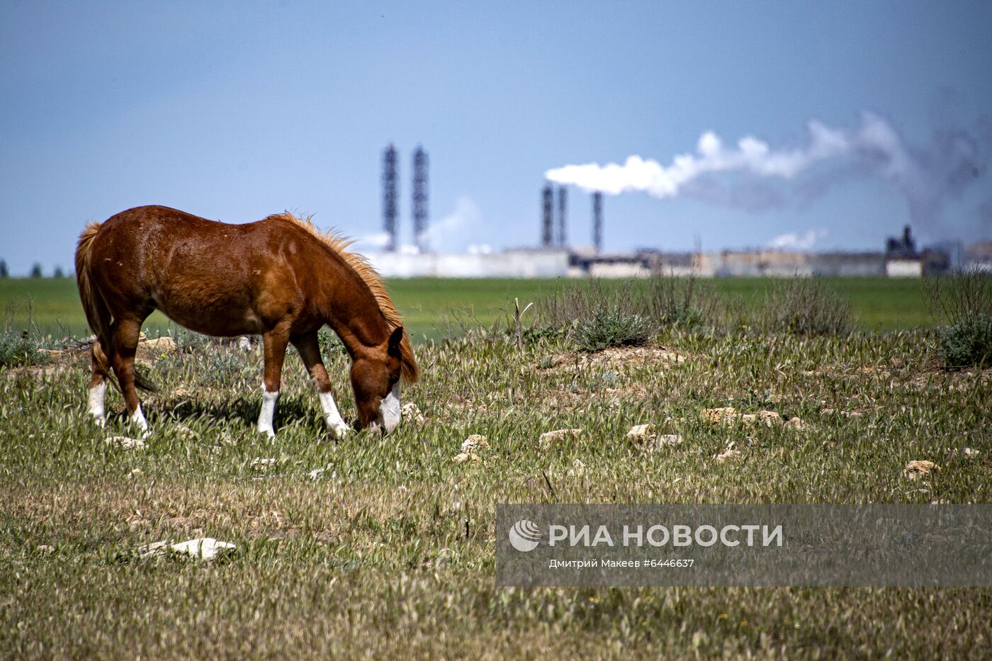 Лошадь пасется