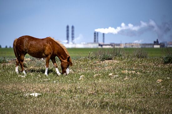 Лошадь пасется