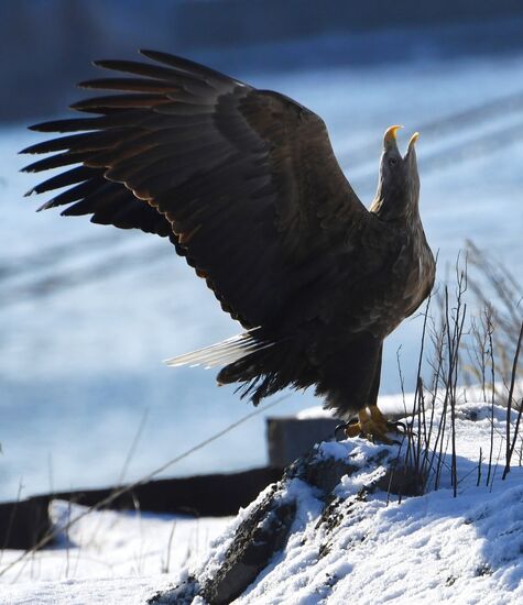 Животные в бухте Золотой Рог во Владивостоке
