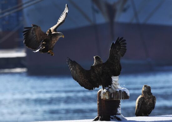 Животные в бухте Золотой Рог во Владивостоке