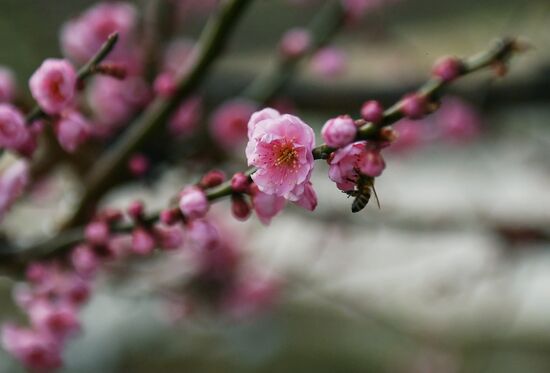 Ялта в феврале