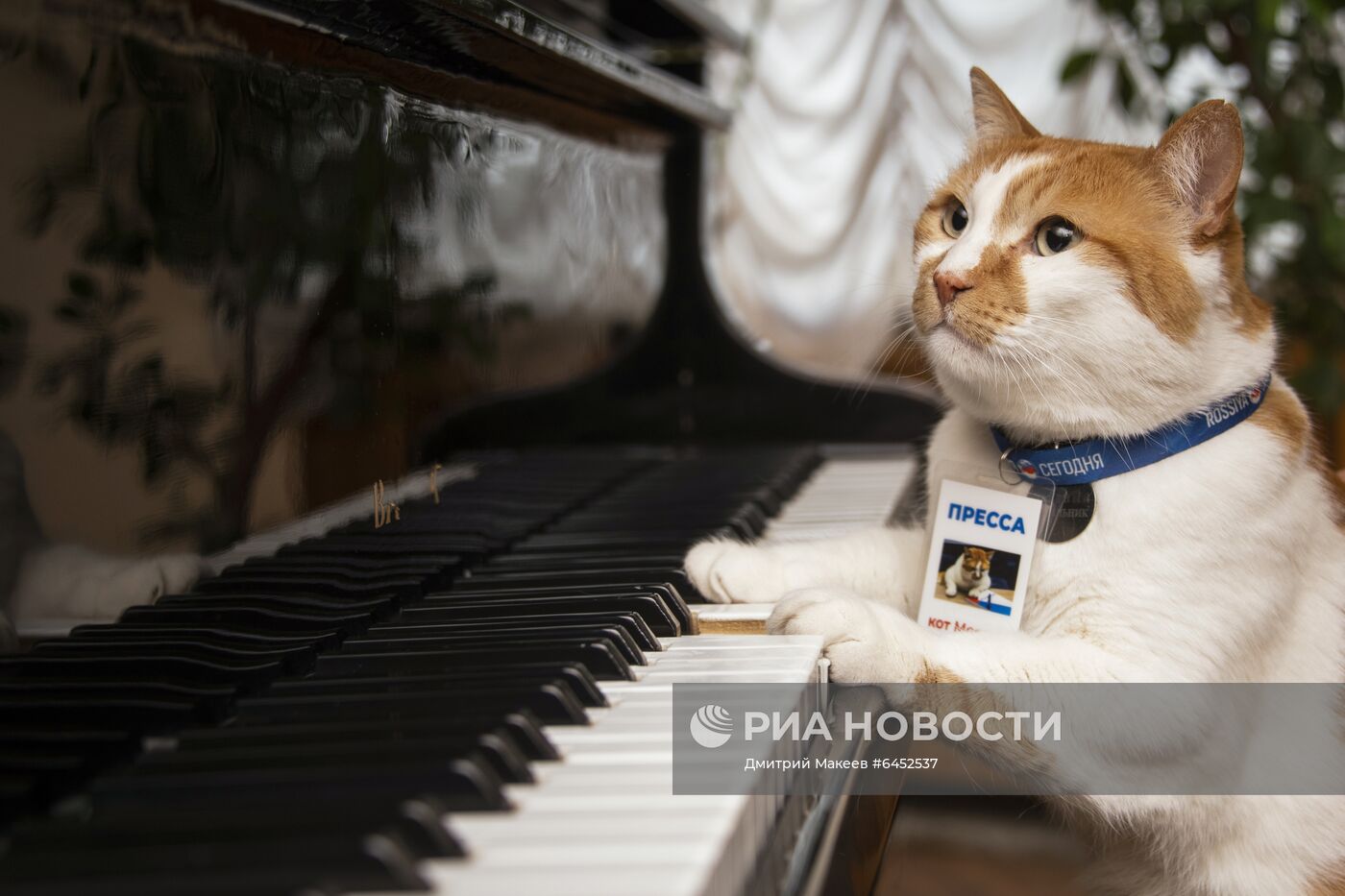 Символ строительства Крымского моста кот Мостик