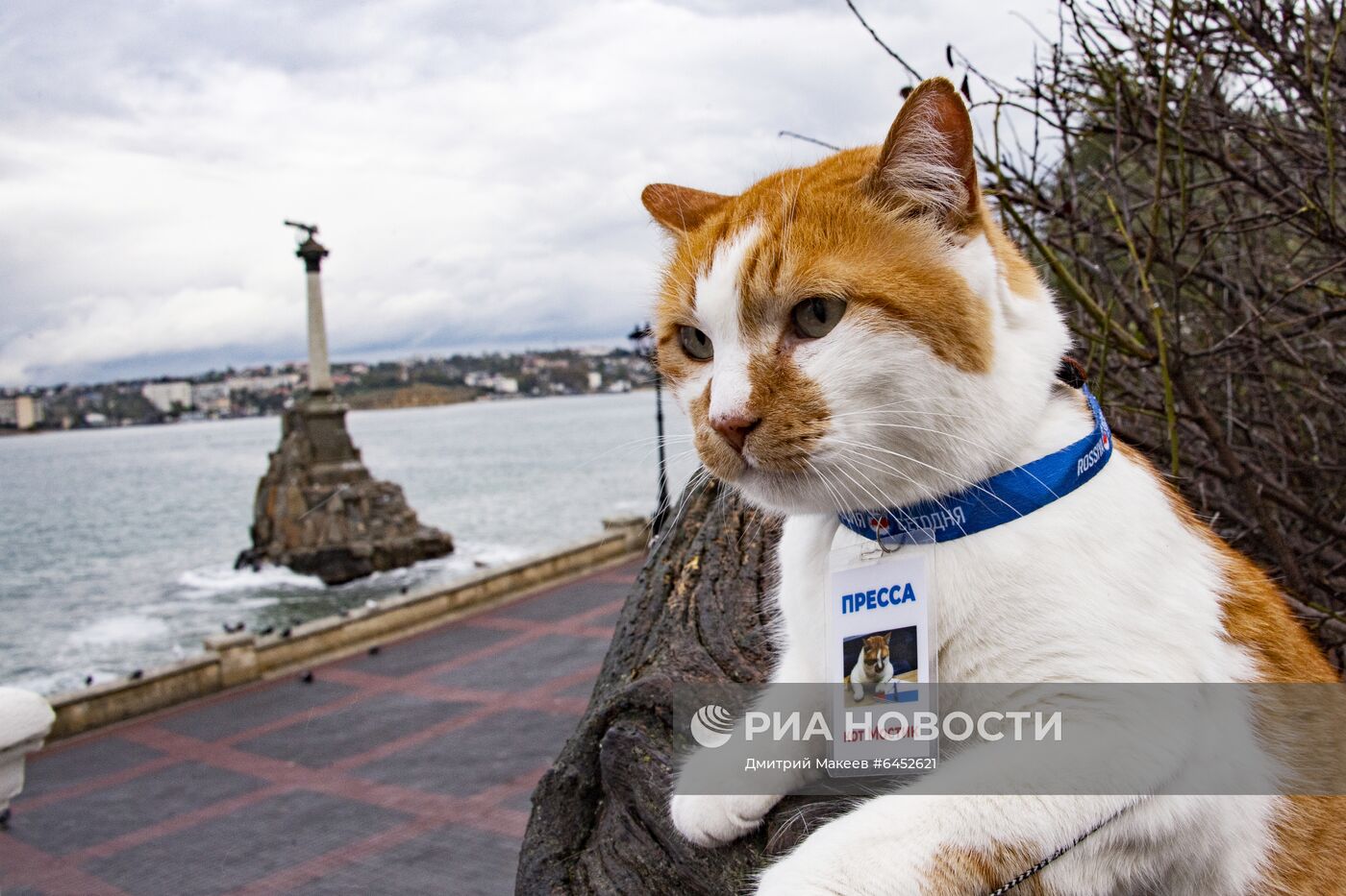 Символ строительства Крымского моста кот Мостик