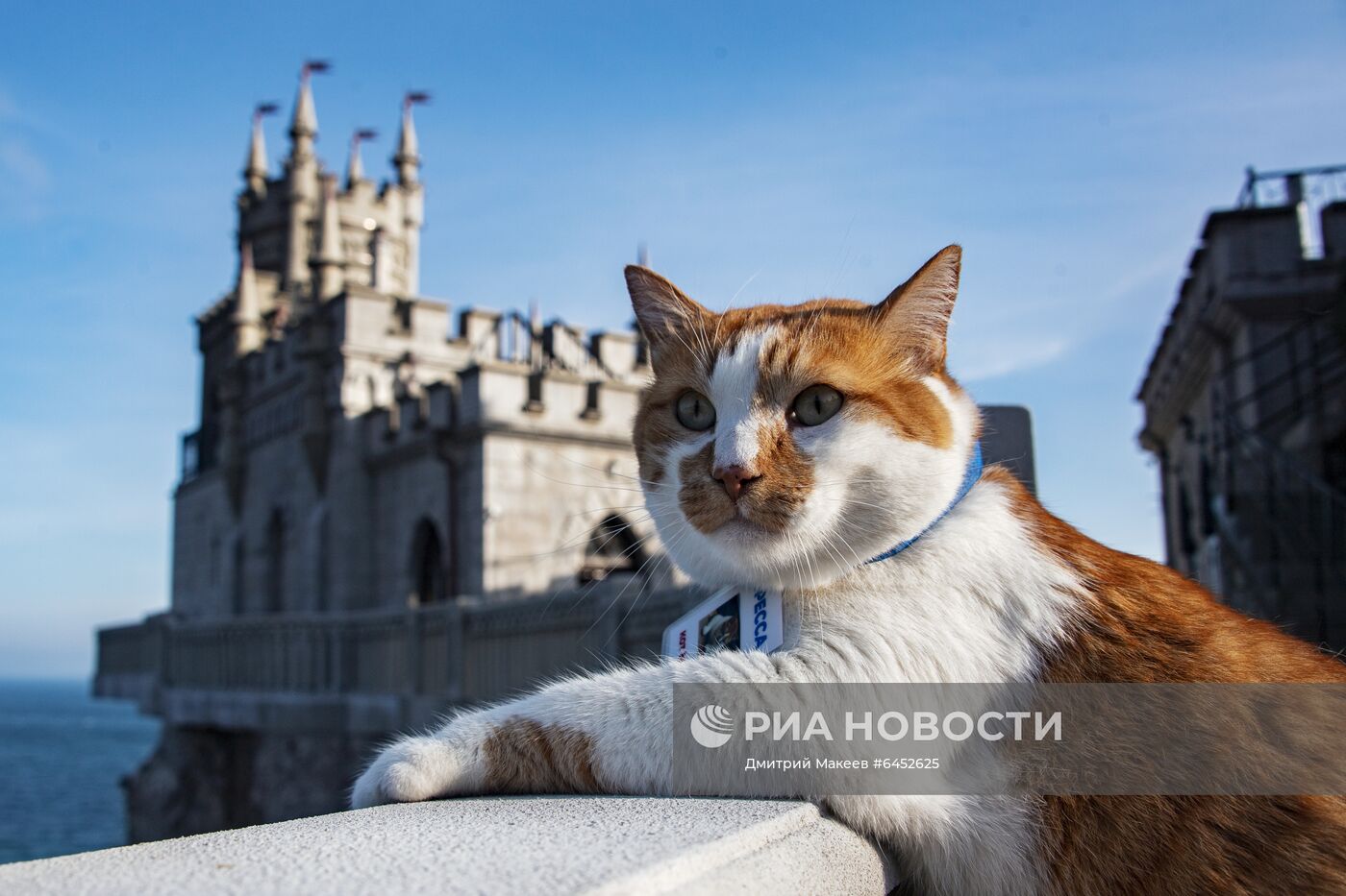 Символ строительства Крымского моста кот Мостик