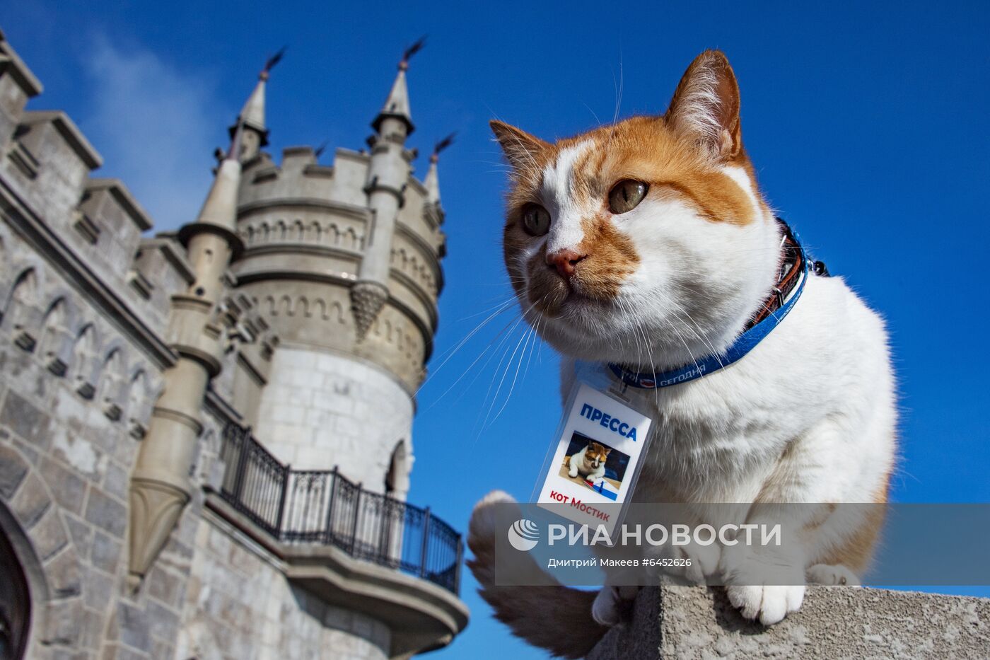 Символ строительства Крымского моста кот Мостик