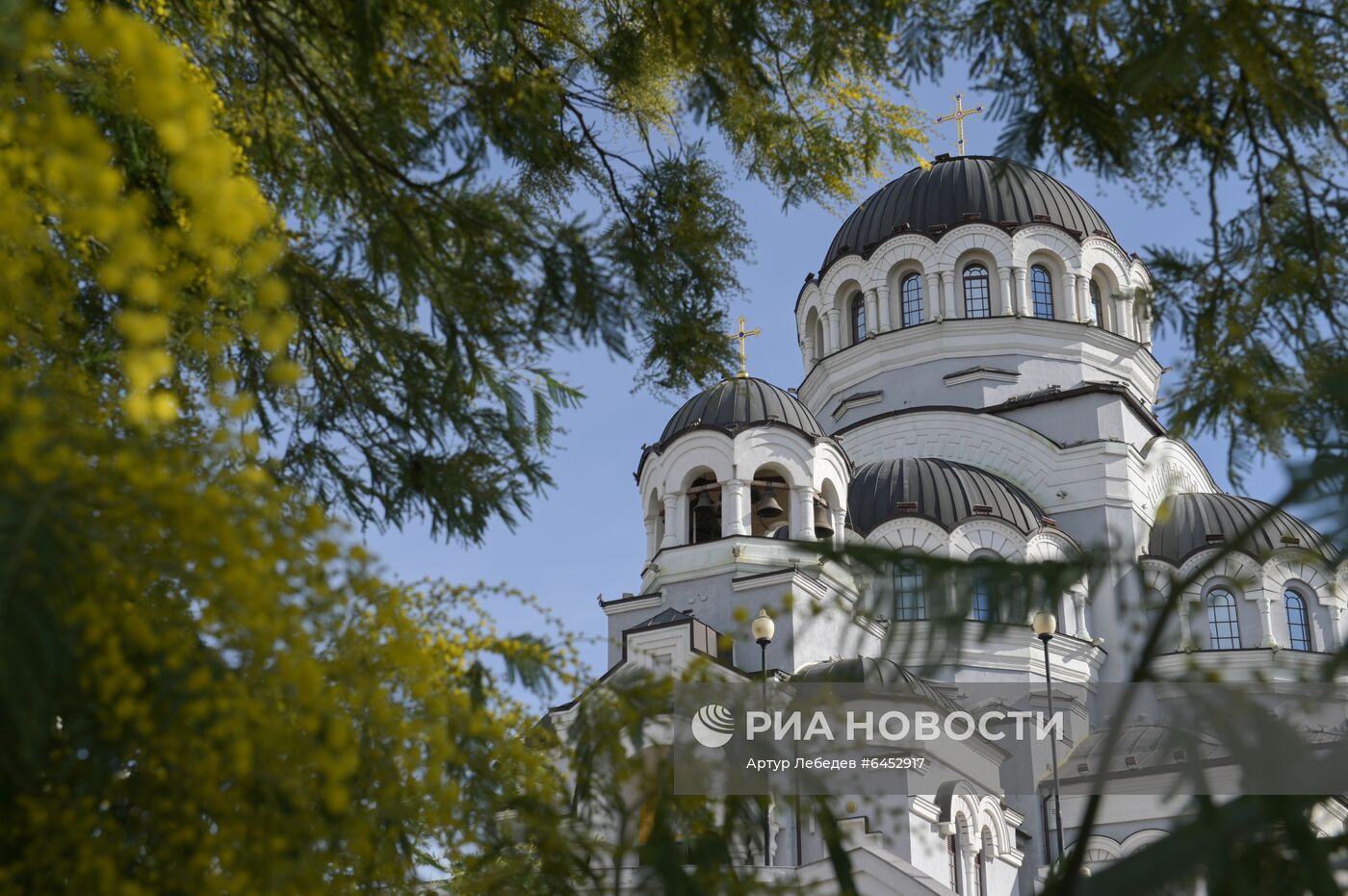 Раннее цветение мимозы в Сочи