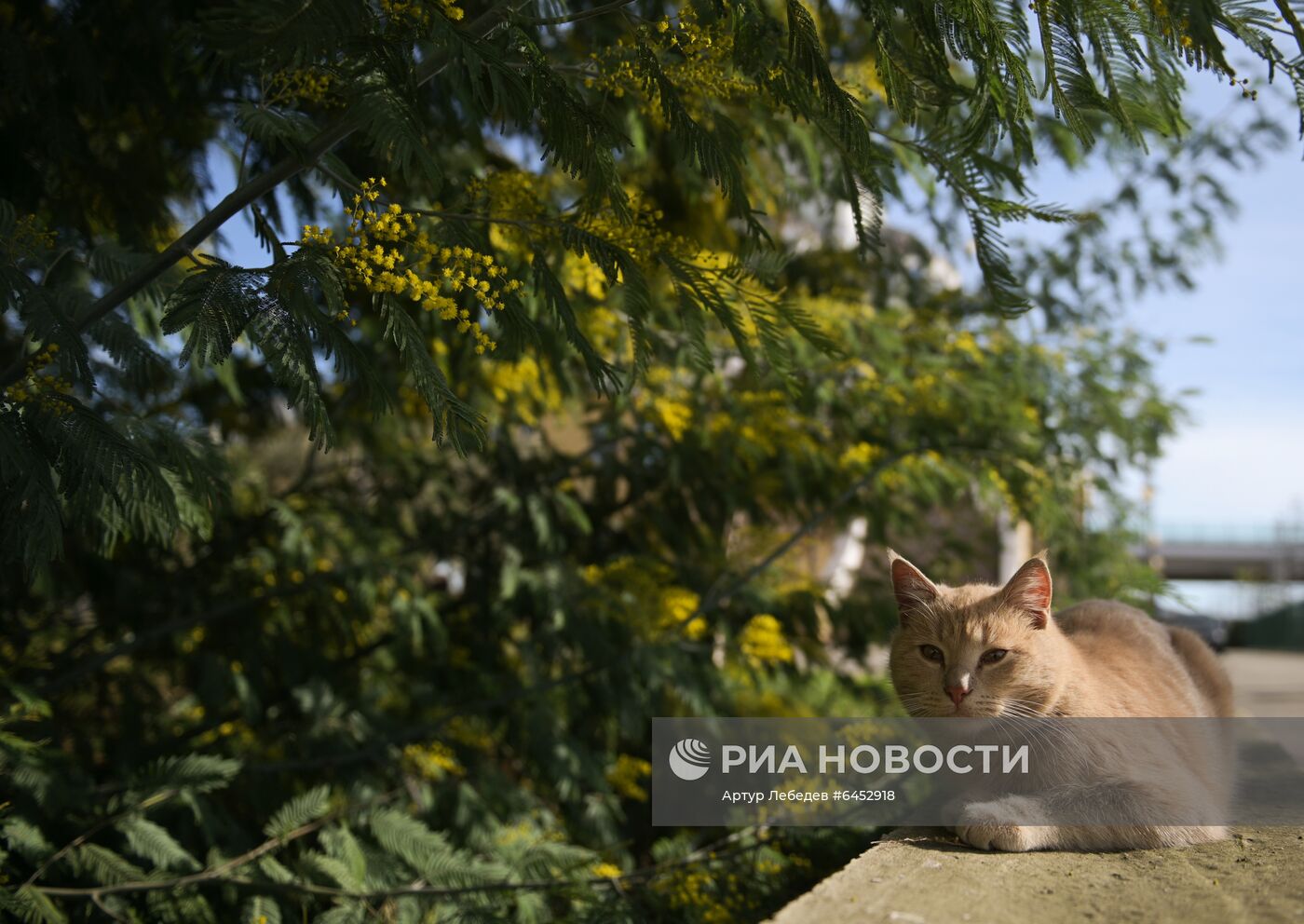 Раннее цветение мимозы в Сочи