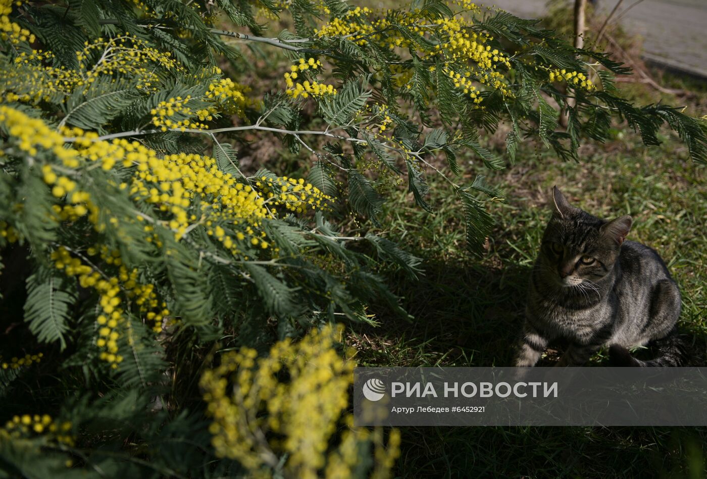 Раннее цветение мимозы в Сочи