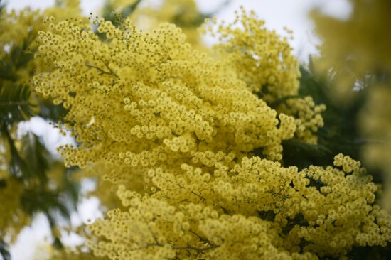 Раннее цветение мимозы в Сочи