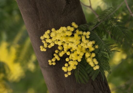Раннее цветение мимозы в Сочи
