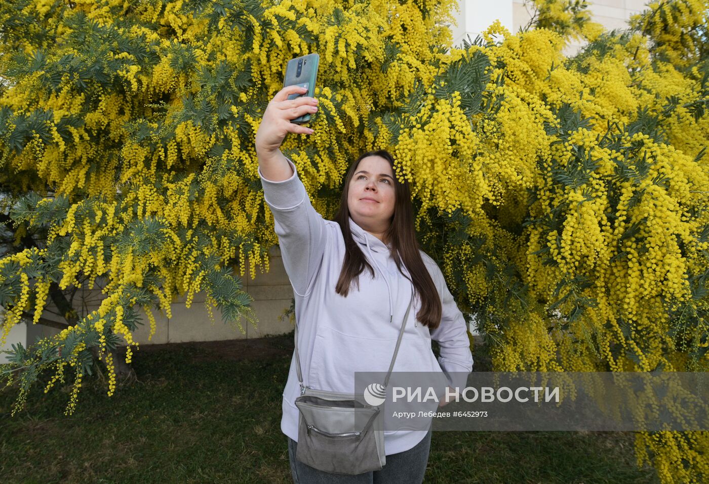 Раннее цветение мимозы в Сочи