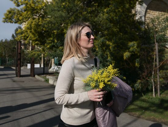 Раннее цветение мимозы в Сочи