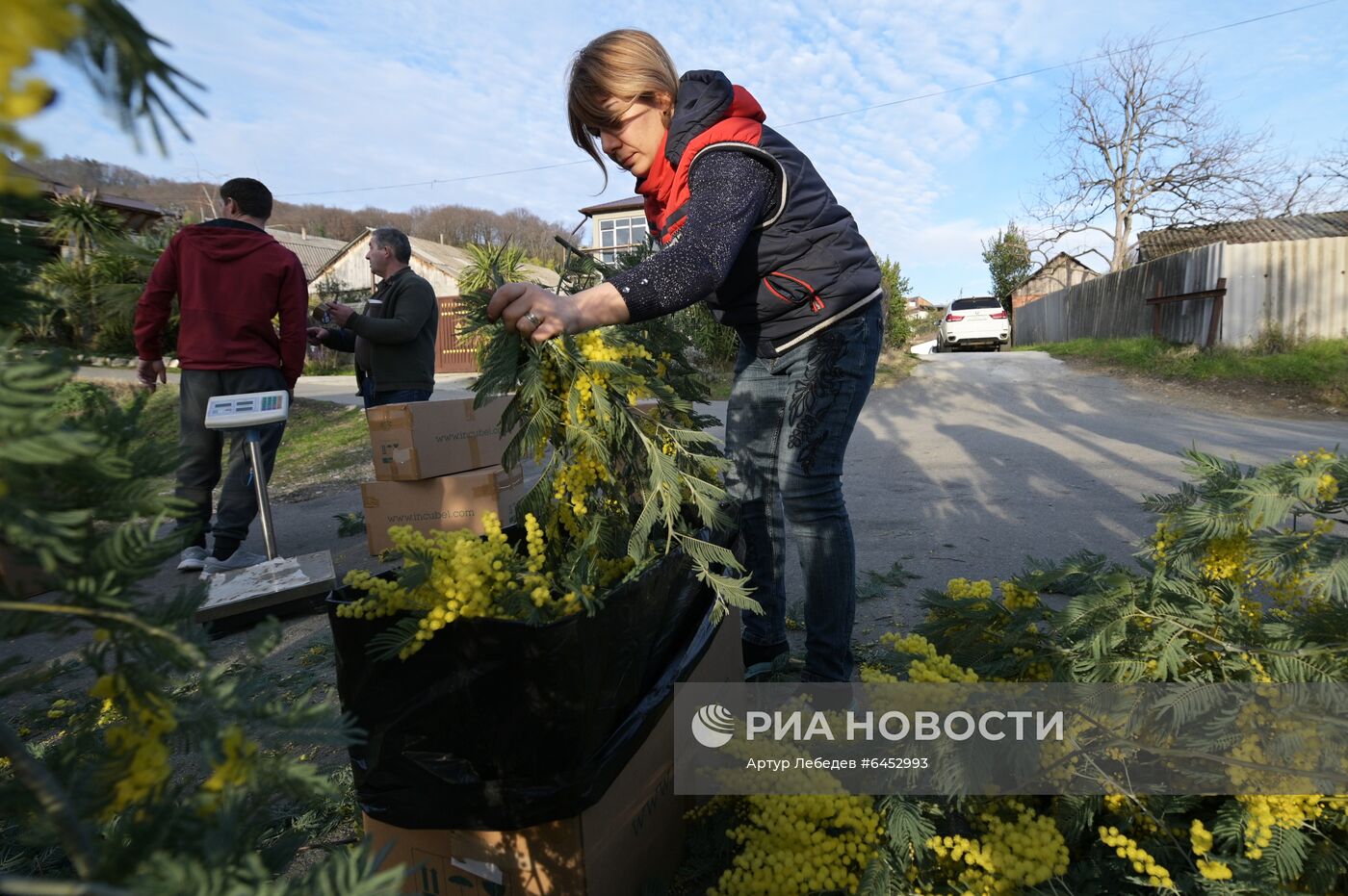 Раннее цветение мимозы в Сочи