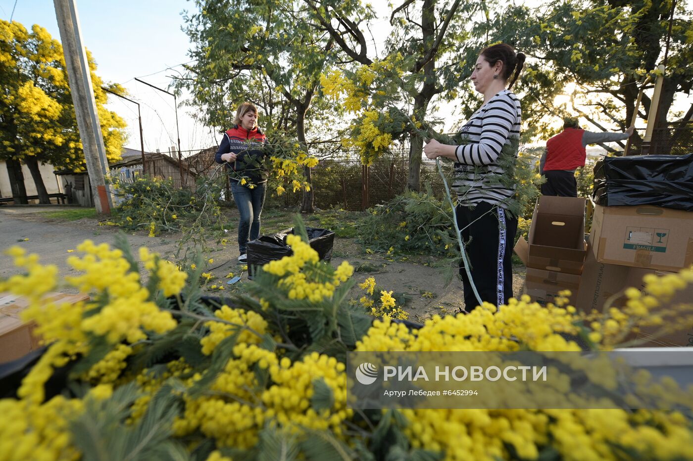 Раннее цветение мимозы в Сочи