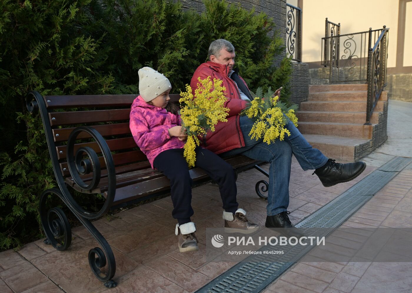 Раннее цветение мимозы в Сочи