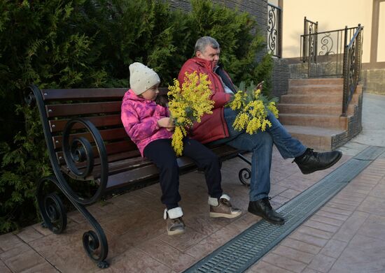 Раннее цветение мимозы в Сочи