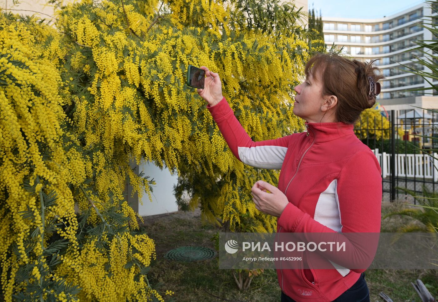 Раннее цветение мимозы в Сочи