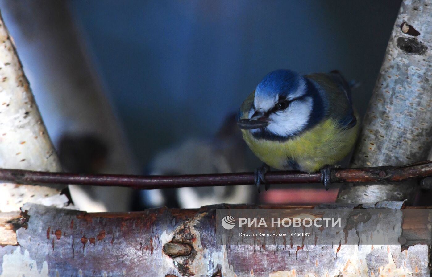 Кормление птиц зимой в Подмосковье