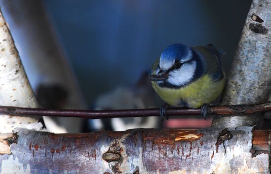 Кормление птиц зимой в Подмосковье