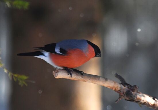 Кормление птиц зимой в Подмосковье