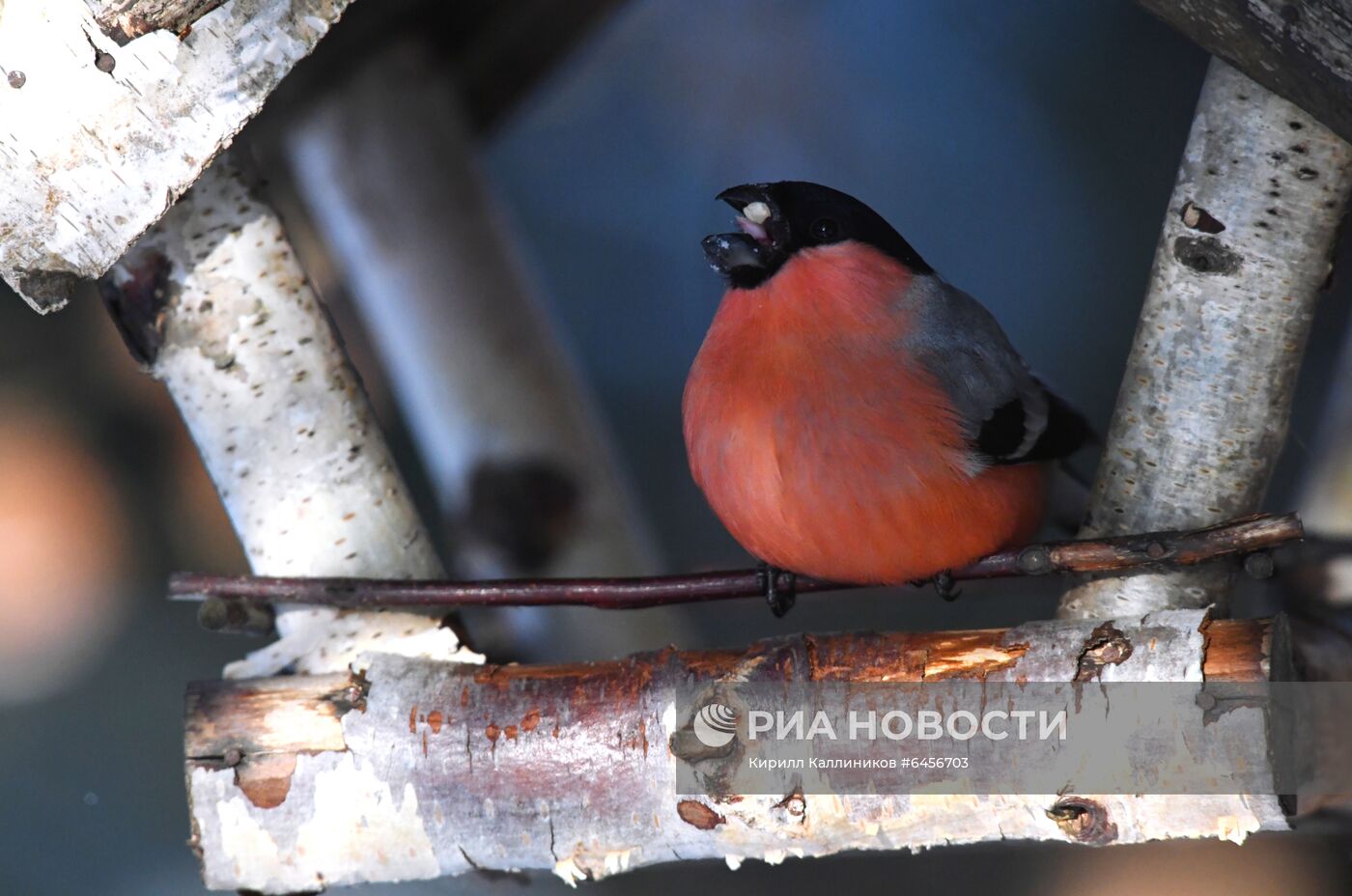 Кормление птиц зимой в Подмосковье
