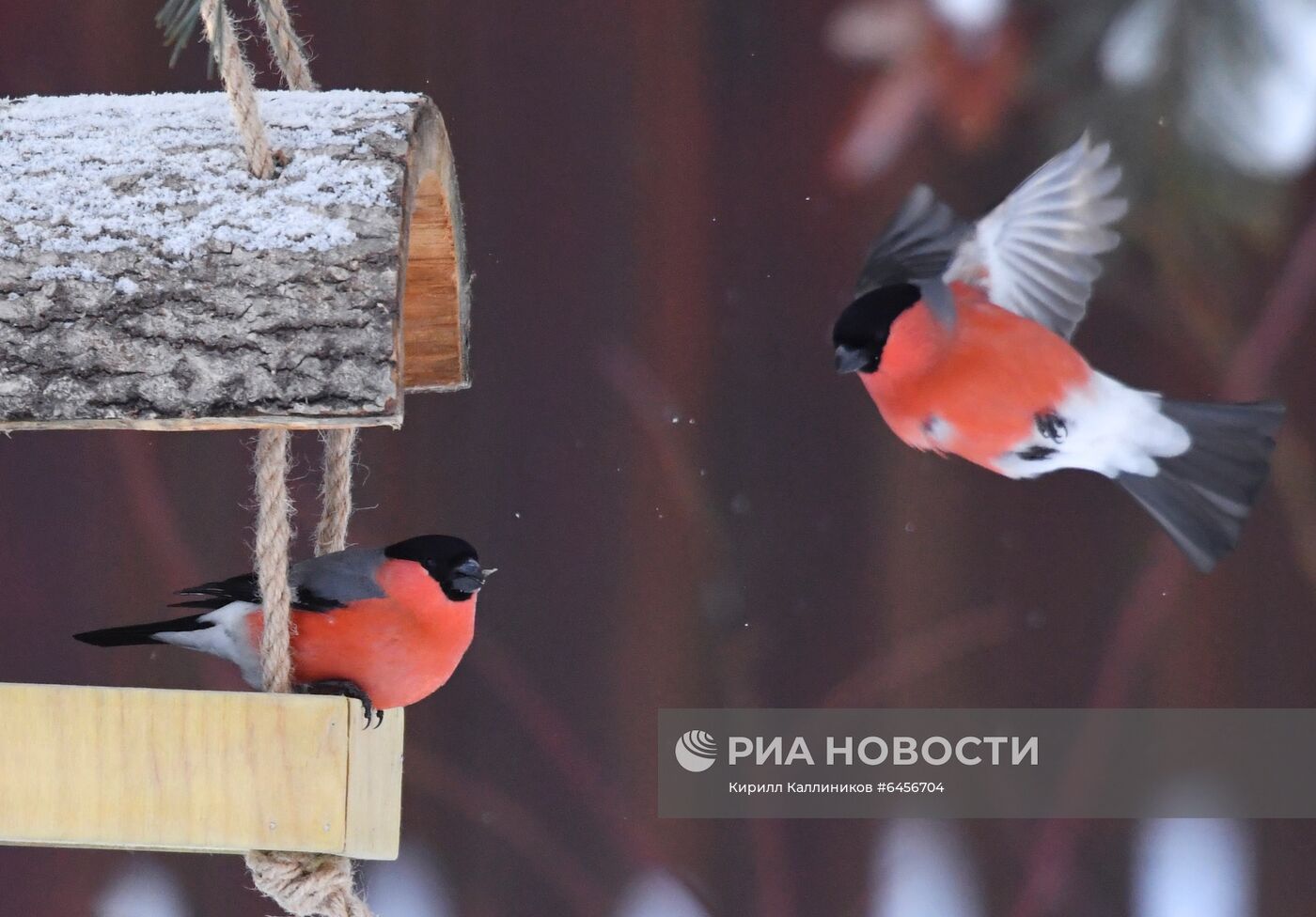 Кормление птиц зимой в Подмосковье